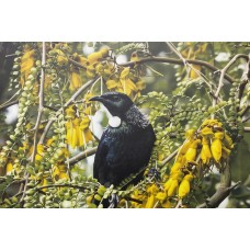 NZ Tūī Canvas Wall Art – Native Bird Canvas Print with Yellow Kowhai Flowers | Framed Wall Decor NZ