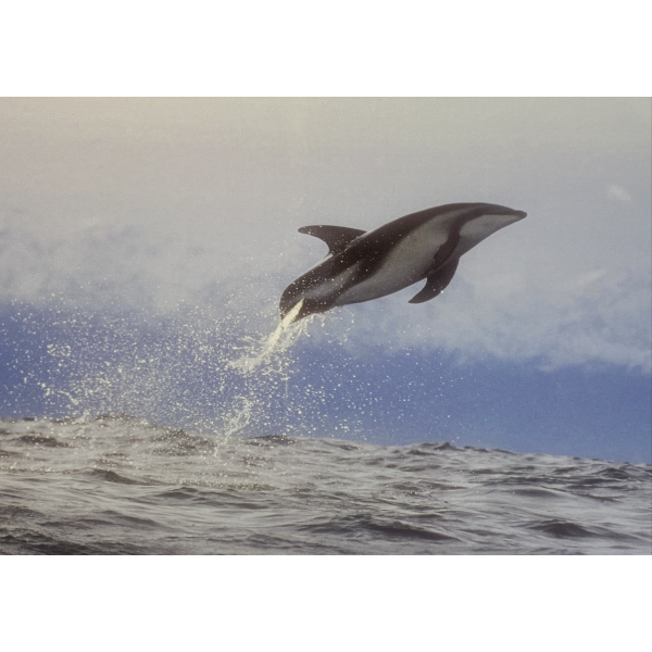 Jumping dolphin